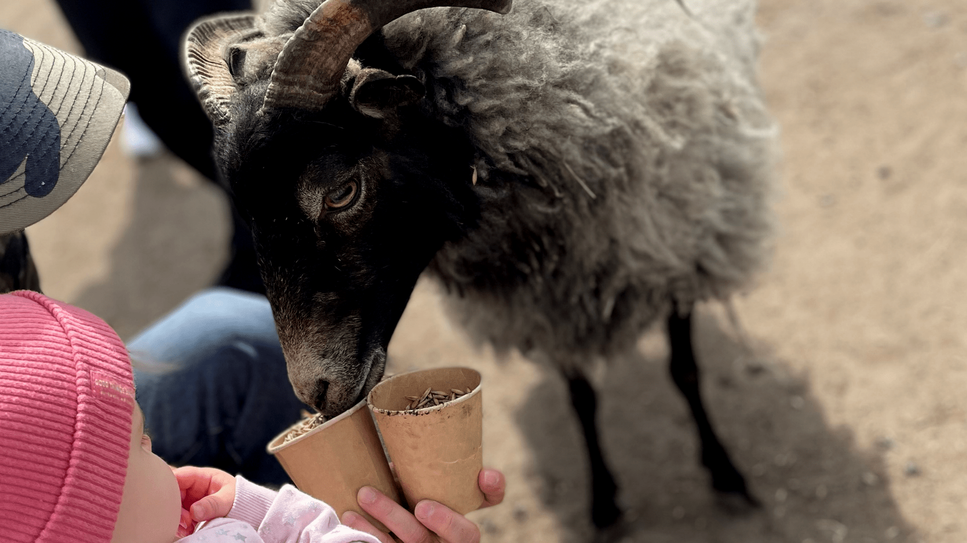 Ranczo u Mara – tu dzieci spotykają się ze zwierzętami