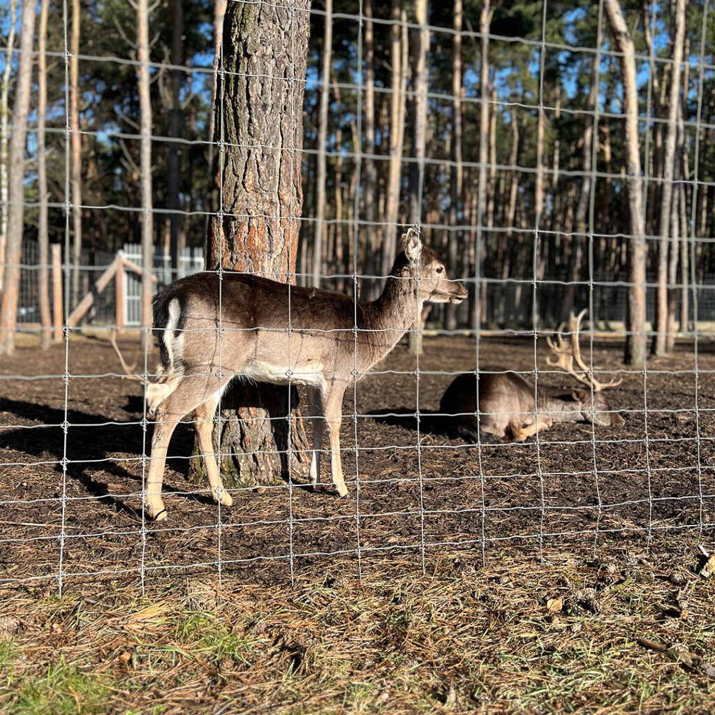 mini zoo kajetany 