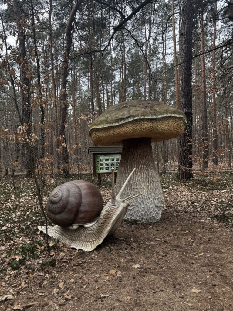 szlak leśnych gigantów