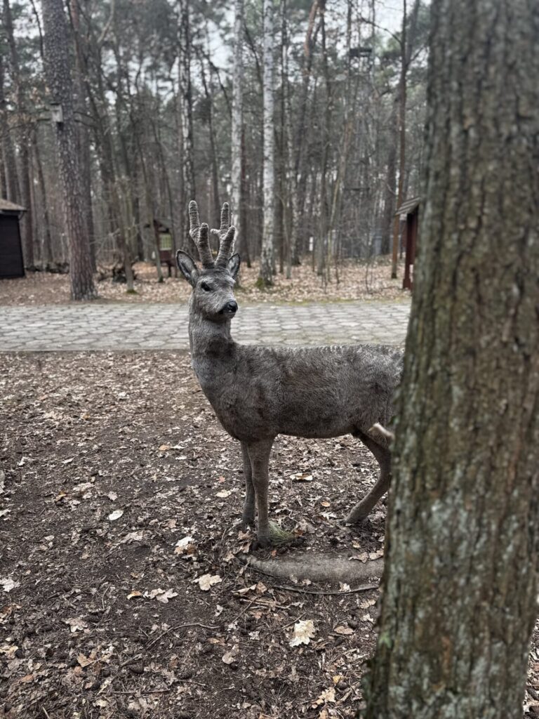 szlak leśnych gigantów